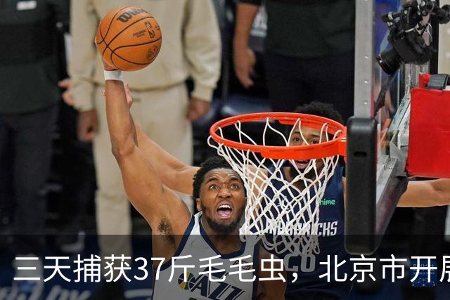 三天捕获37斤毛毛虫，北京市开展抓虫活动引热潮